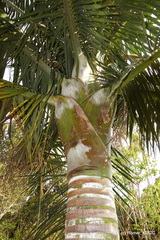 Dypsis robusta