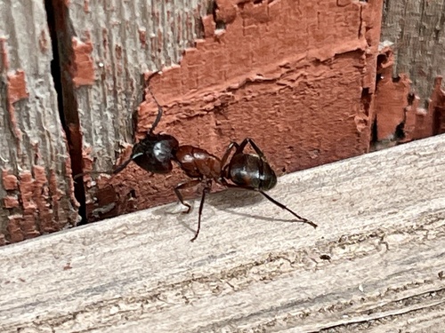 iNaturalist observation photo of Bicolored Carpenter Ant