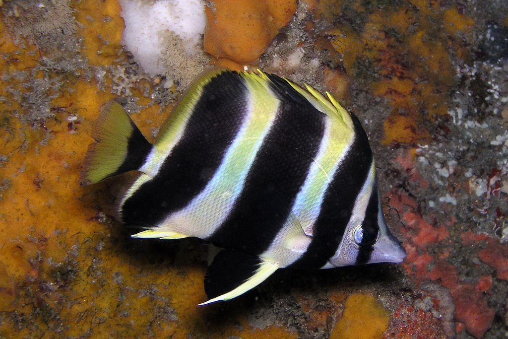 Lord Howe Island Butterflyfish