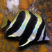 Lord Howe Butterflyfish - Photo (c) Sascha Schulz, some rights reserved (CC BY-NC), uploaded by Sascha Schulz