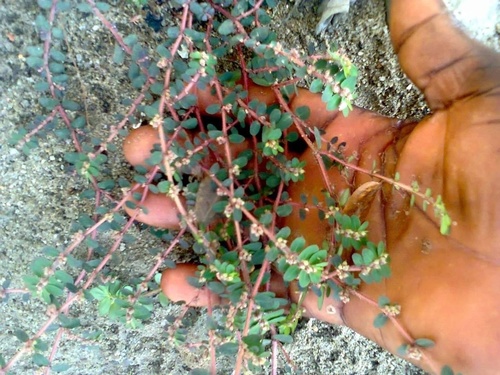 Red Caustic-creeper