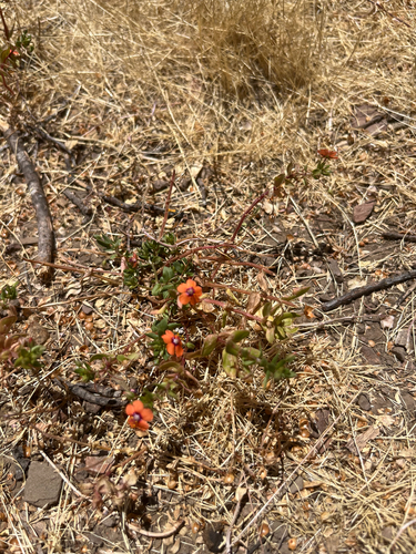 iNaturalist observation photo of scarlet pimpernel