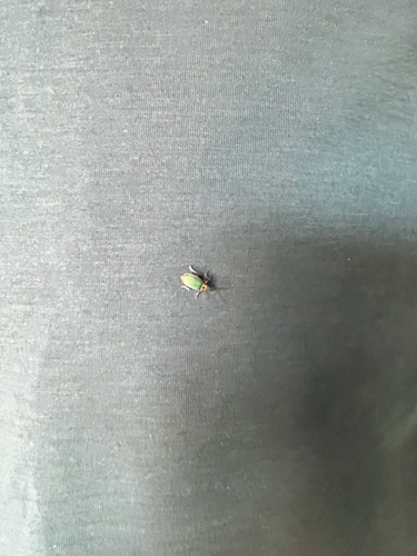 iNaturalist observation photo of Coyote Brush Leaf Beetle
