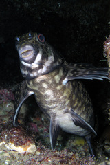 Aplodactylus lophodon