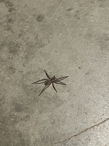 iNaturalist observation photo of McCook's Split Wolf Spider