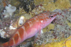 Hypoplectrodes maccullochi