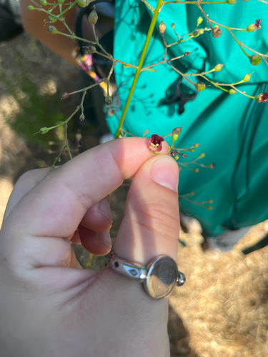 iNaturalist observation photo of California beeplant