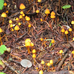 Mycena oregonensis