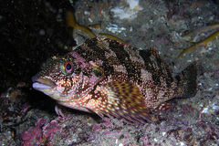 Chironemus marmoratus