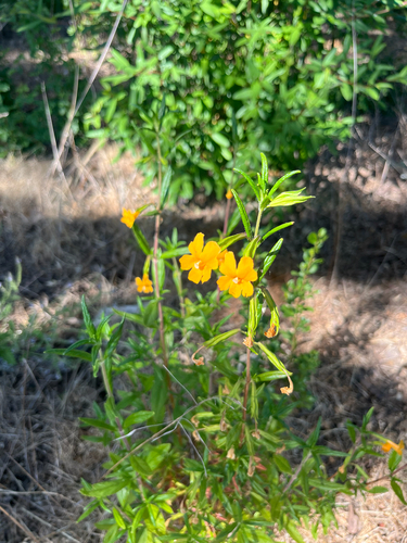 iNaturalist observation photo of orange bush monkeyflower