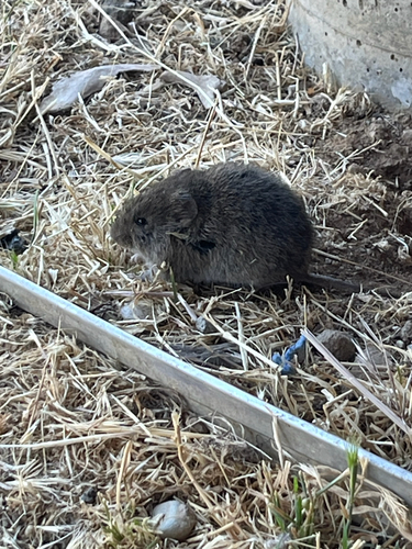 iNaturalist observation photo of California Vole
