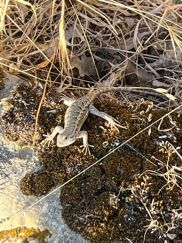 iNaturalist observation photo of Western Fence Lizard