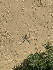 Argiope aurantia