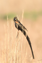 Euplectes progne
