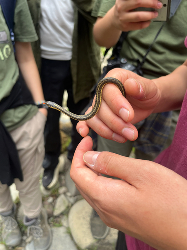 iNaturalist observation photo of Aquatic Garter Snake