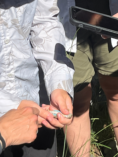 iNaturalist observation photo of Western Fence Lizard