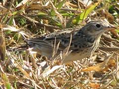Anthus spragueii