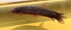 African Mudfish photo 1