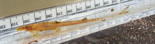 Slender catfish (Belonoglanis tenuis) — Amphiliidae — 2