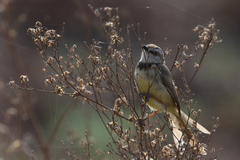 Prinia flavicans