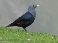 Onychognathus albirostris