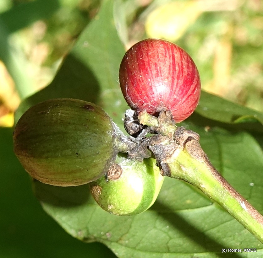 Coffea liberica 2