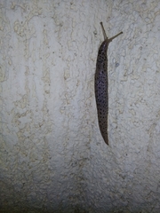 Limax conemenosi