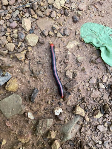 Red Spined Millipede photo 5