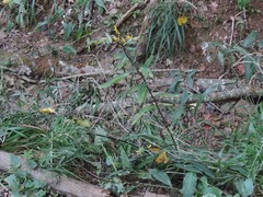 Senecio ovatus alpestris