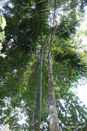 Dypsis ifanadianae