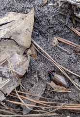 Pycnoscelus surinamensis