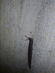 Limax conemenosi