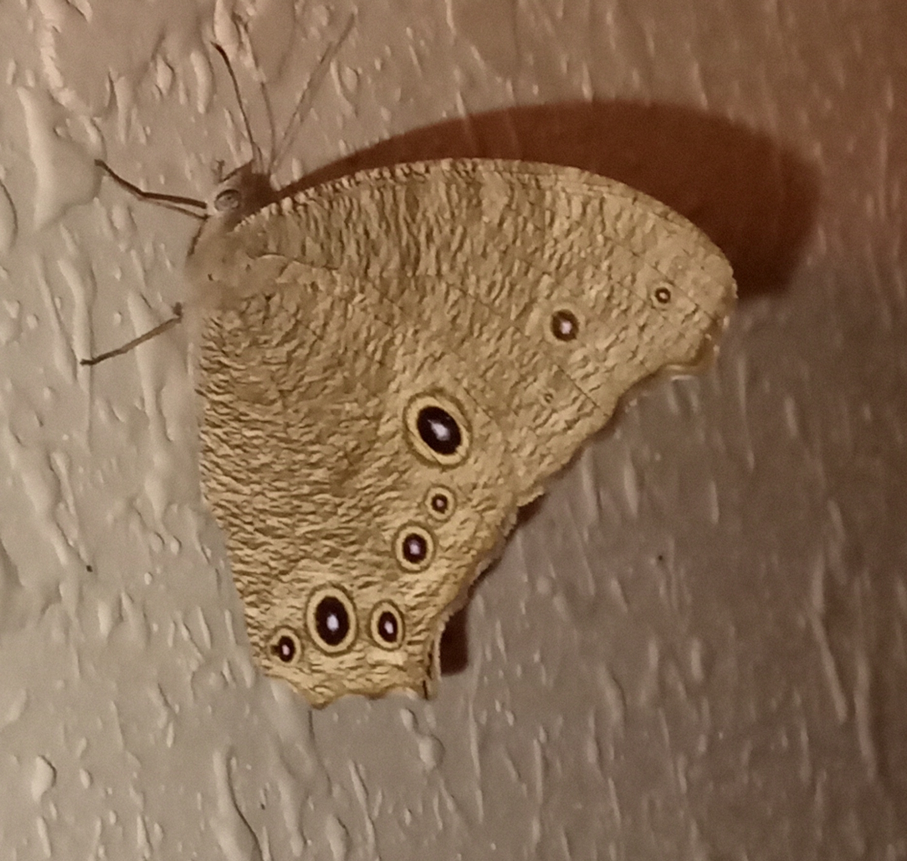 Common Evening Brown