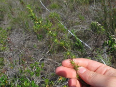 Cliffortia filifolia