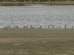 Limosa lapponica baueri