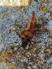 Cebrio