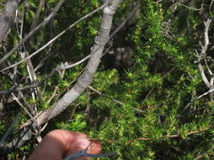 Cliffortia filifolia