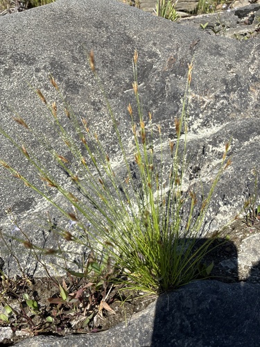Horned Beakrush (Rhynchospora capillacea)