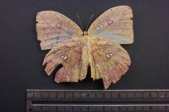 Phoebis neocypris virgo