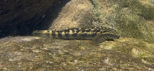 Sicyopterus stimpsoni observed 2025-07-06
