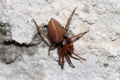 Dysderidae
