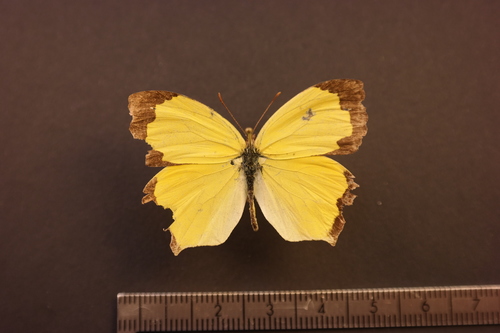 Salome Yellow