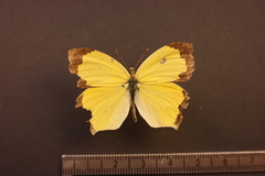 Abaeis salome jamapa