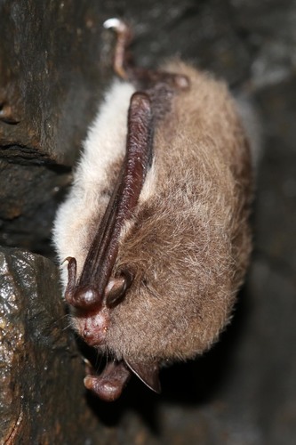 Daubenton's bat