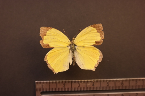 Salome Yellow