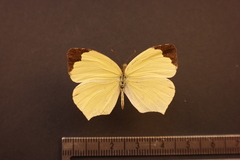 Abaeis xantochlora xantochlora