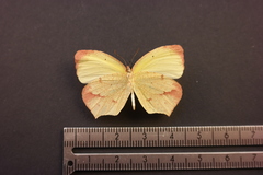 Abaeis xantochlora xantochlora