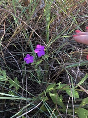 Phlox glabriflora