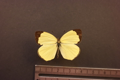 Abaeis xantochlora xantochlora