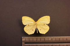 Abaeis xantochlora xantochlora